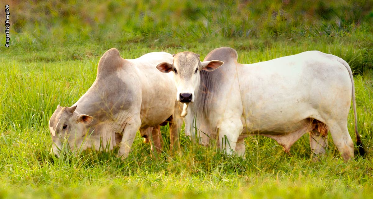 Com número recorde de touros, Central Bela Vista vai acelerar a produção no segundo semestre