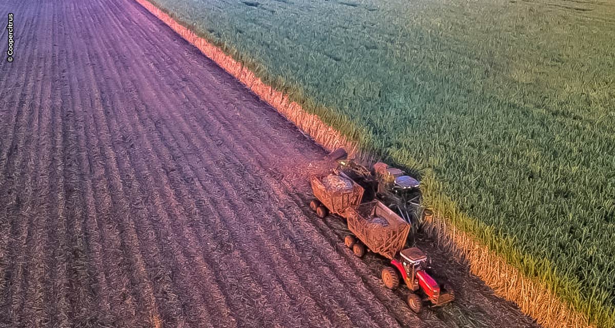 Parceria entre BP Bunge e Coopercitrus viabiliza primeira operação de barter com a fixação de ATR de cana no mundo