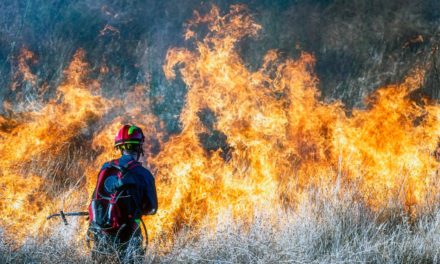ABNT lança Guia de requisitos e procedimentos básicos para combate a incêndios florestais