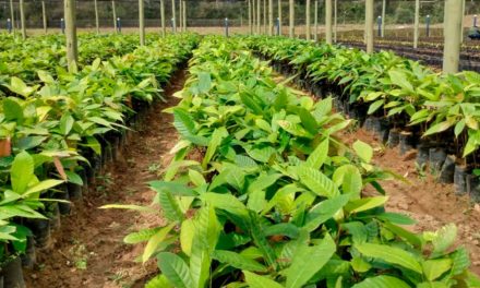 Baixa na produtividade causada pela seca é a principal insegurança apontada pelos agricultores