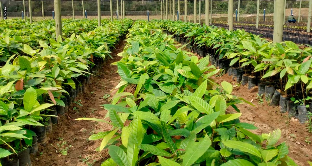 Baixa na produtividade causada pela seca é a principal insegurança apontada pelos agricultores