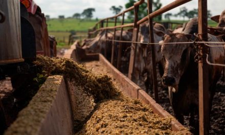 Alta do milho: quais alternativas para otimizar o uso na nutrição animal?