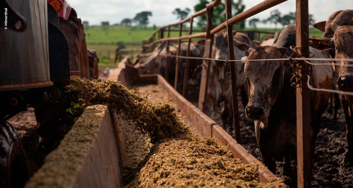 Alta do milho: quais alternativas para otimizar o uso na nutrição animal?