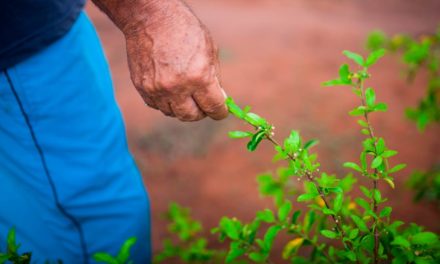 Empresas apostam e endossam agricultura familiar para produção de polpas de frutas