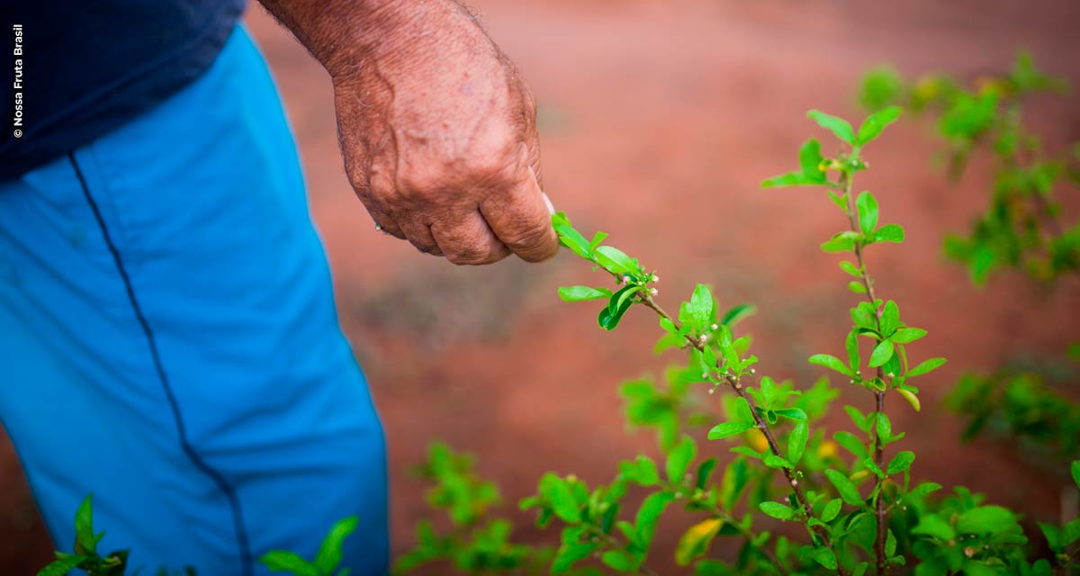 Empresas apostam e endossam agricultura familiar para produção de polpas de frutas