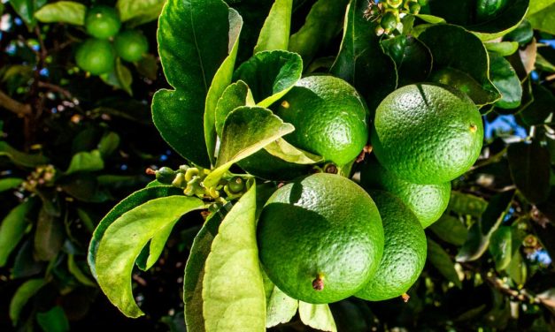 O Brasil é o maior produtor de frutas cítricas. Porém, ter citros de qualidade depende da eficaz proteção fitossanitária no campo
