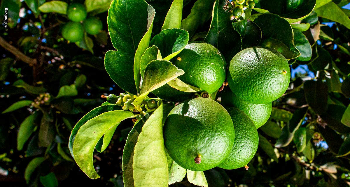 O Brasil é o maior produtor de frutas cítricas. Porém, ter citros de qualidade depende da eficaz proteção fitossanitária no campo