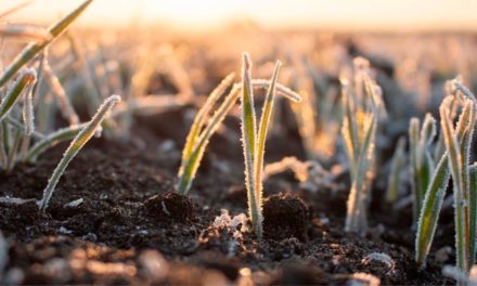 Clima prejudica a produção agrícola e setor busca alternativa para se proteger