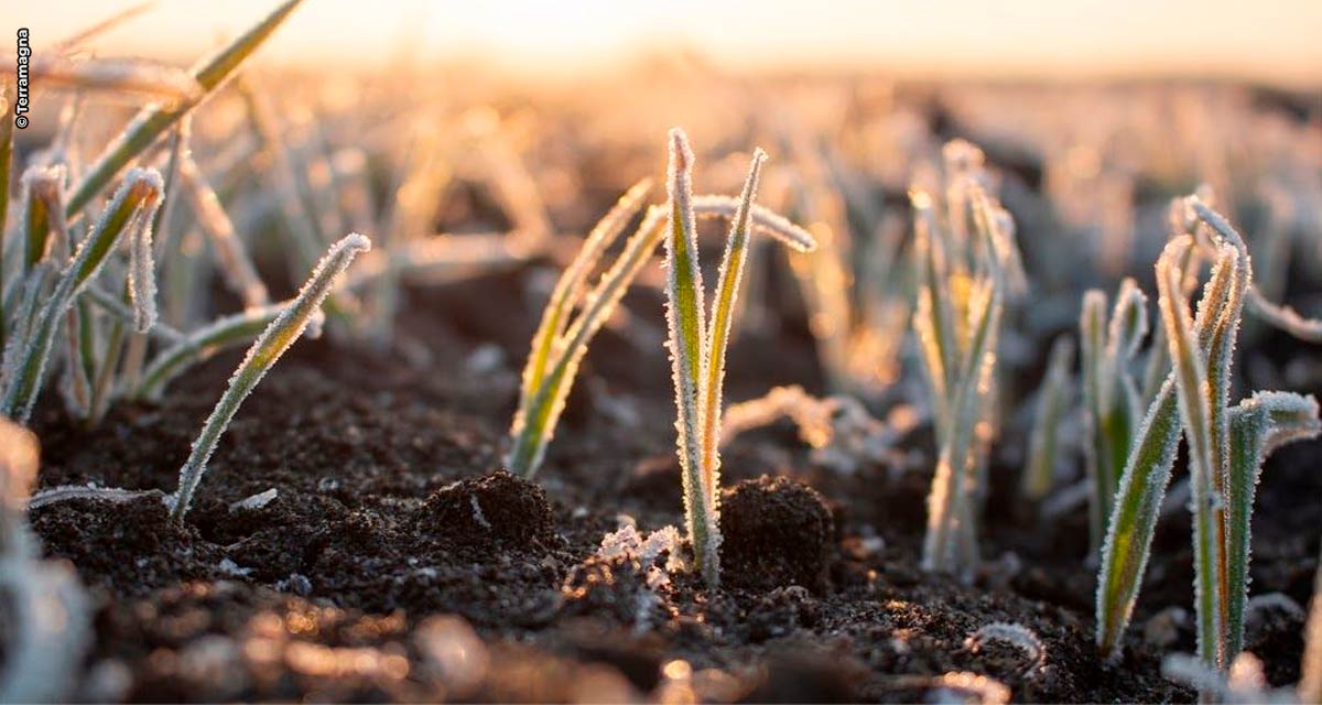 Clima prejudica a produção agrícola e setor busca alternativa para se proteger