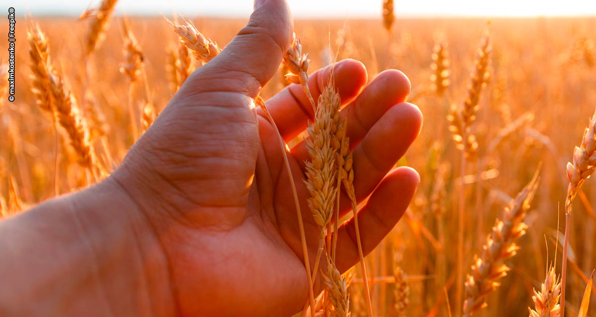Expectativas positivas para safra de trigo exige investimento dos produtores