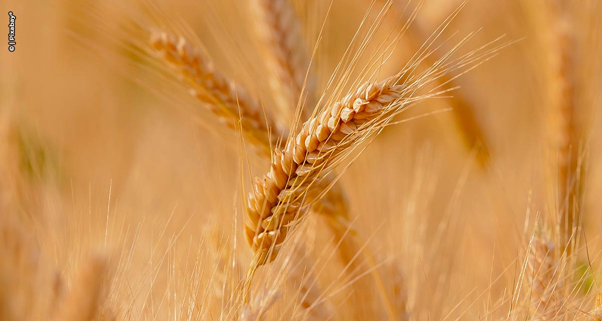 Produção de grãos deverá atingir 330 milhões de toneladas na próxima década