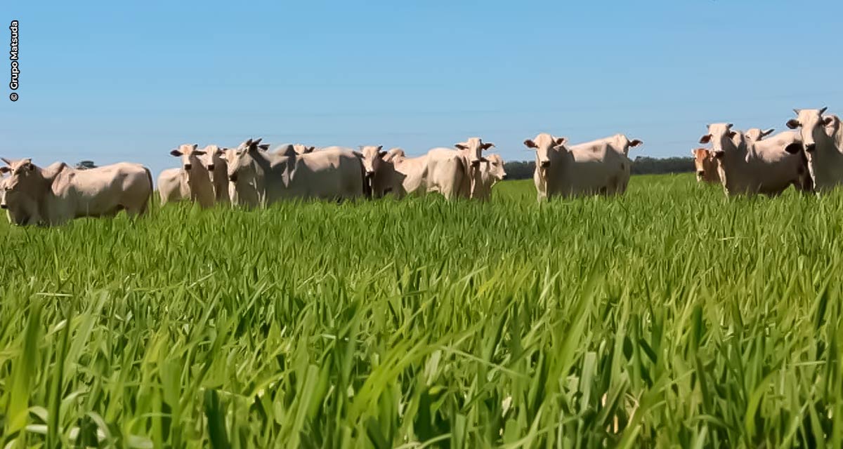 Grupo Matsuda desenvolve semente para pastagem mais eficiente