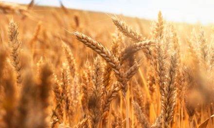 Projeções indicam redução nos números da safra de trigo no Brasil