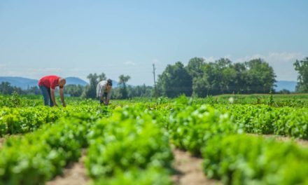 4 medidas para acompanhar o agronegócio do futuro