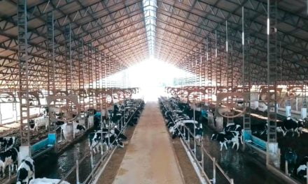 Pecuarista aumenta taxa de prenhez do rebanho leiteiro com monitoramento das vacas