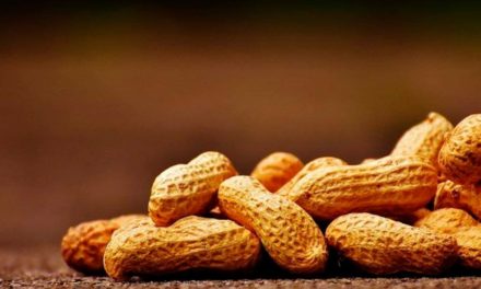 Primeiro semestre de 2021 registra receita de US$ 138 milhões em exportações de amendoim in natura