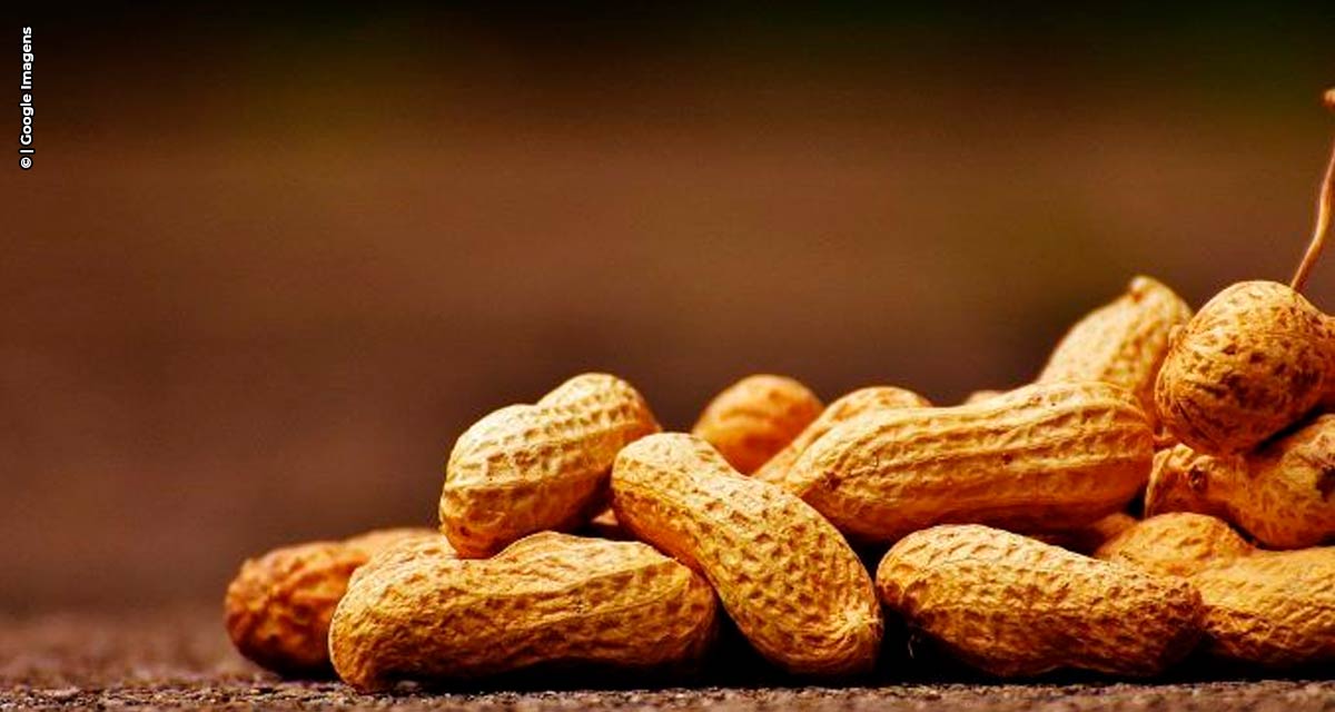 Primeiro semestre de 2021 registra receita de US$ 138 milhões em exportações de amendoim in natura