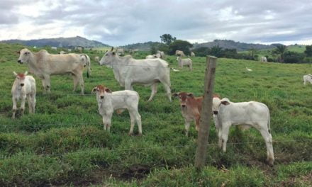 Manejo de nascimento em propriedades de cria: quais os primeiros cuidados com a vaca e o bezerro?
