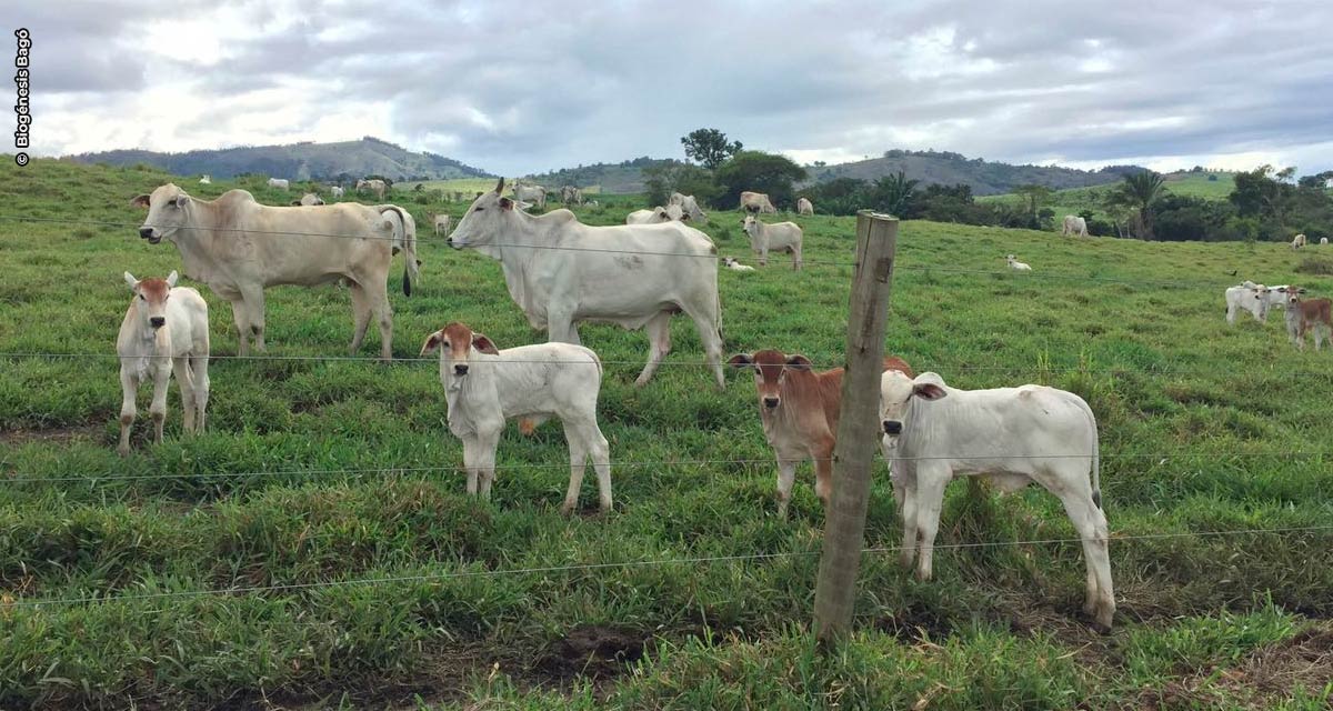 Manejo de nascimento em propriedades de cria: quais os primeiros cuidados com a vaca e o bezerro?