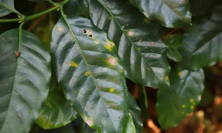 Controle biológico é alternativa segura para produção de frutas e café