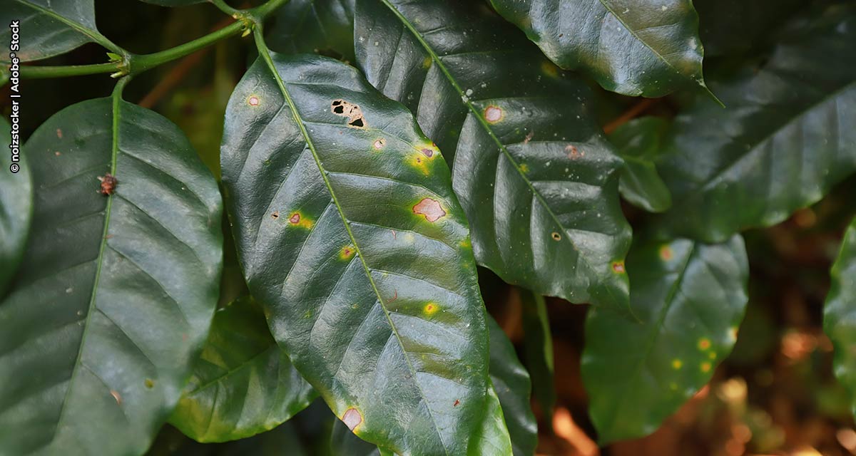 Controle biológico é alternativa segura para produção de frutas e café