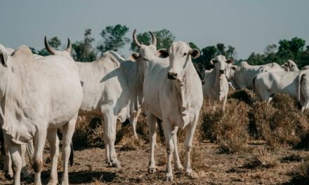 Expedição que quer traçar um panorama da criação de gado confinado no país realiza sua terceira e última etapa