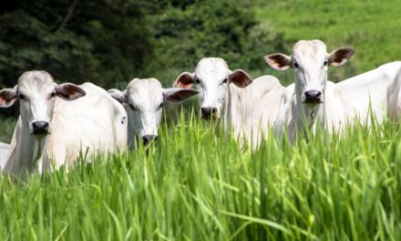 Estratégias de manejo de pastagem e de condicionamento da recria na transição acelera a recuperação dos animais