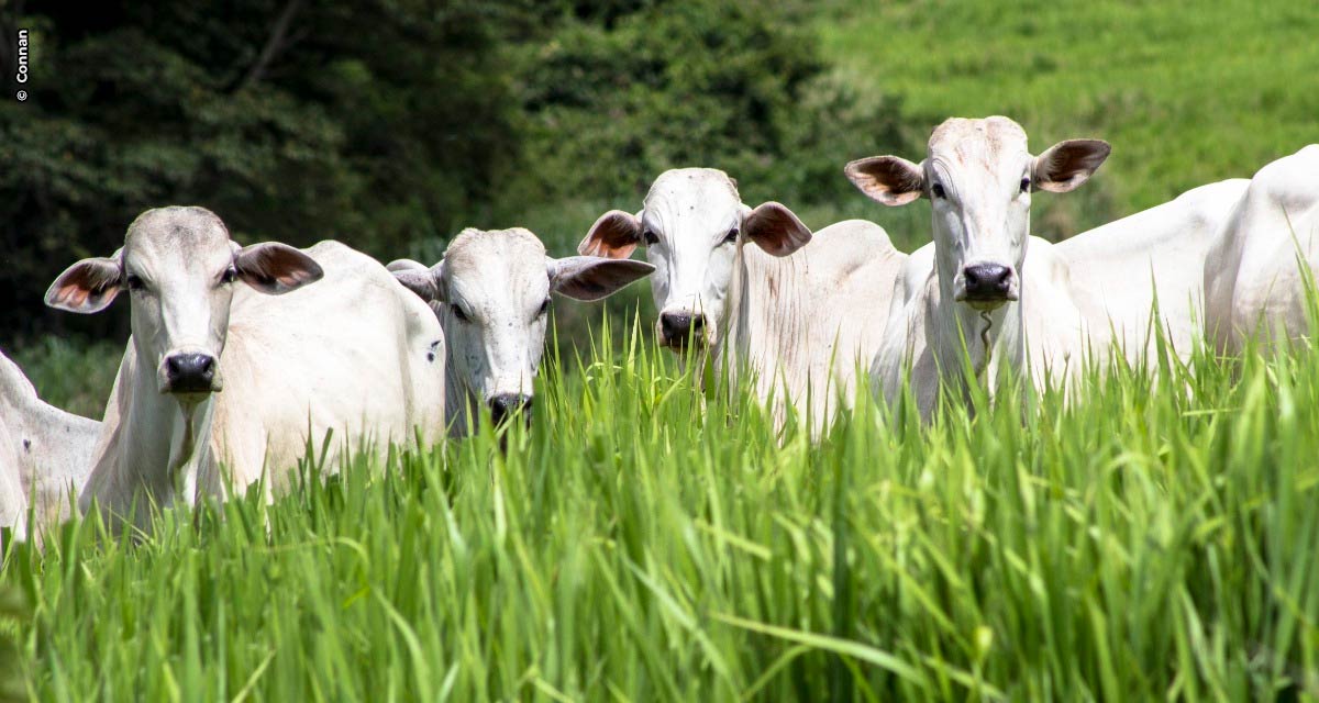 Estratégias de manejo de pastagem e de condicionamento da recria na transição acelera a recuperação dos animais