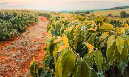 Seca pesará mais do que efeitos da geada na produção de café em 2022