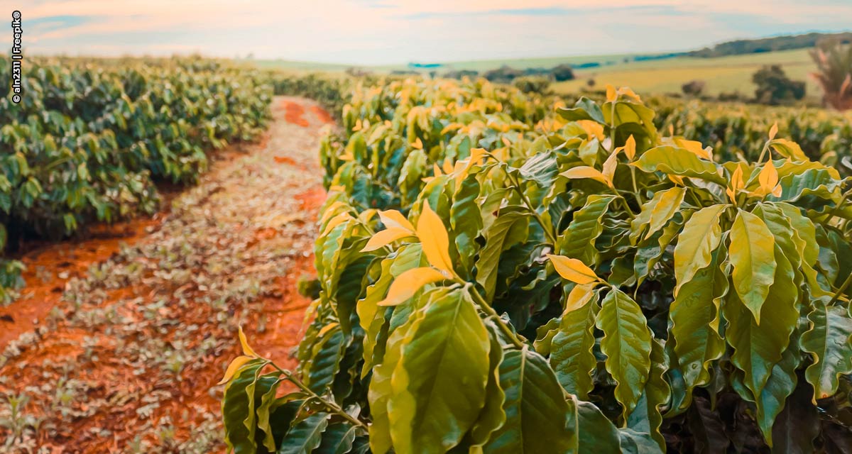 Seca pesará mais do que efeitos da geada na produção de café em 2022