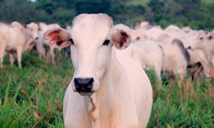 Morte súbita de gado prejudica a pecuária