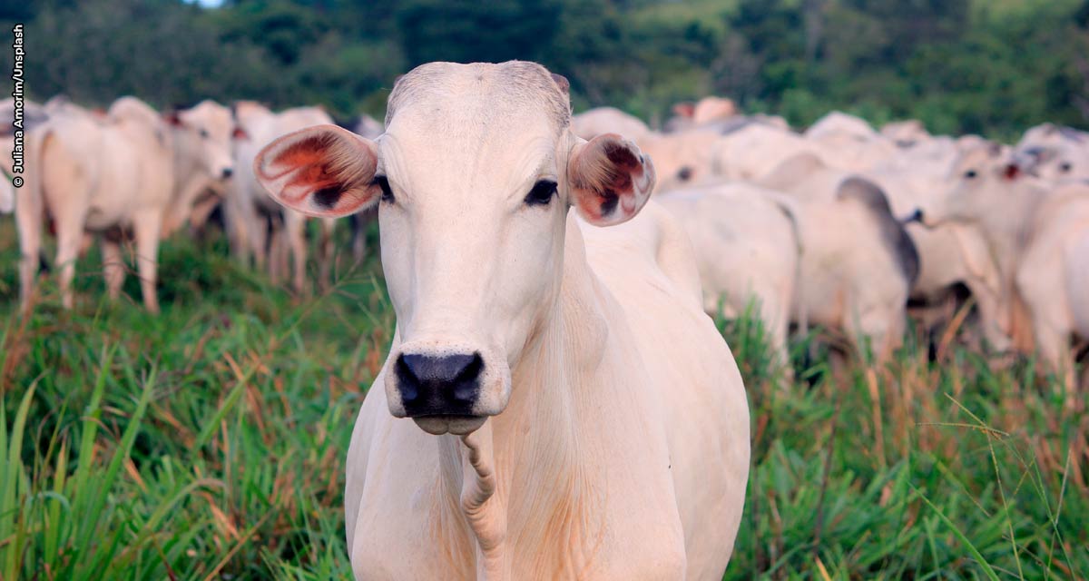 Morte súbita de gado prejudica a pecuária