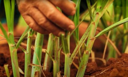 Manejo nutricional na fase vegetativa da cana-de-açúcar garante aumento de TCH