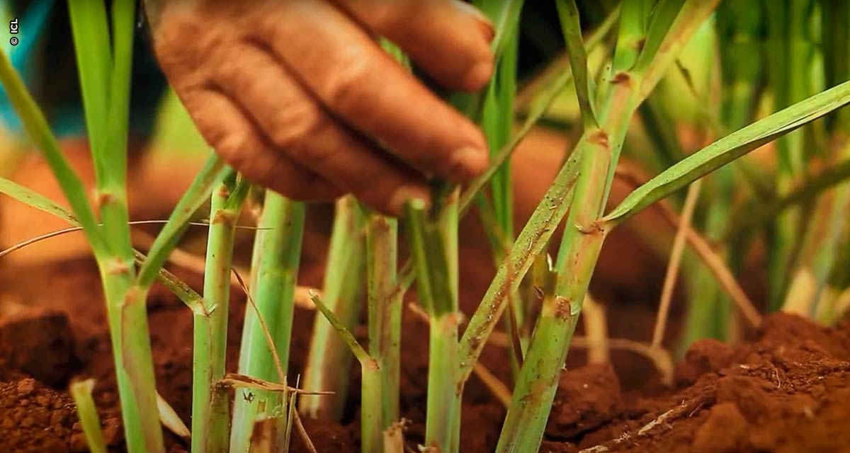 Manejo nutricional na fase vegetativa da cana-de-açúcar garante aumento de TCH