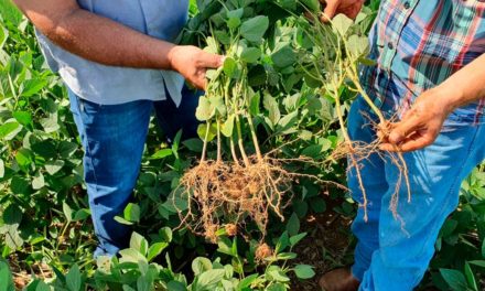 Korin Agricultura e Meio Ambiente concilia agricultura natural, tecnologia sustentável e princípios japoneses para cuidar do solo