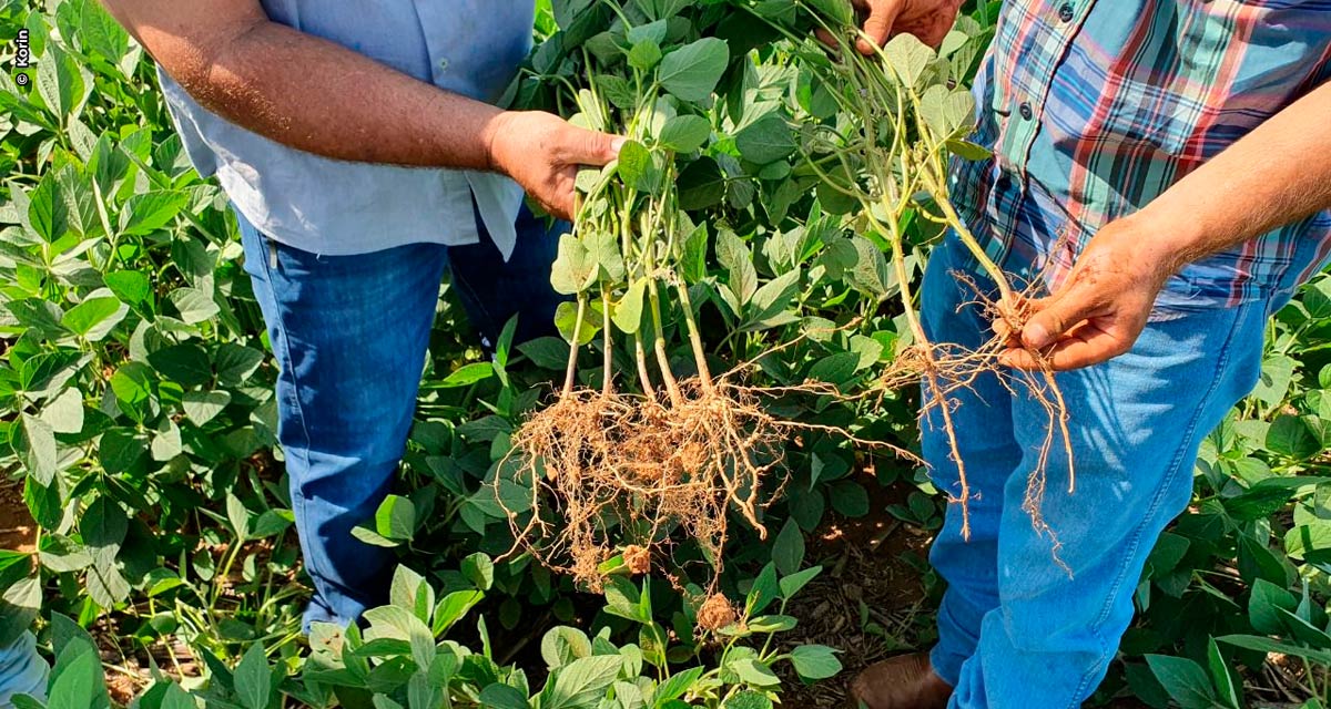 Korin Agricultura e Meio Ambiente concilia agricultura natural, tecnologia sustentável e princípios japoneses para cuidar do solo