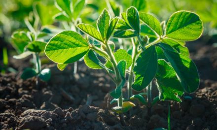 Projeto de cooperação vai estimular produção de 200 mil toneladas de soja sustentável no Maranhão