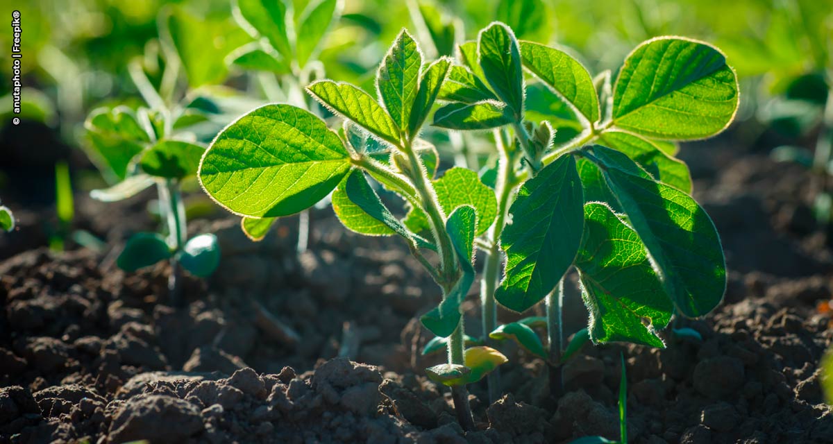 Projeto de cooperação vai estimular produção de 200 mil toneladas de soja sustentável no Maranhão