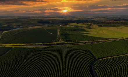 Agronegócio verde do Brasil é construído sobre alicerces de tecnologia e inovação