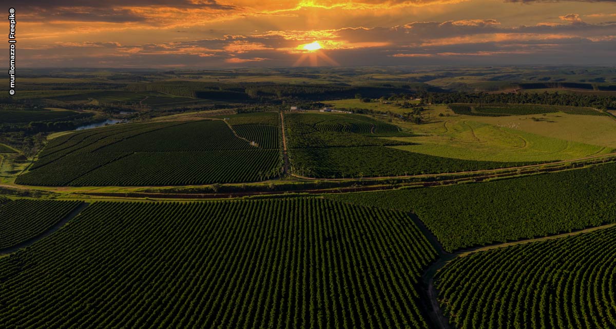 Agronegócio verde do Brasil é construído sobre alicerces de tecnologia e inovação