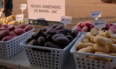 IAC lança as primeiras variedades de batata coloridas do Brasil