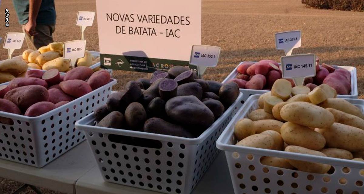 IAC lança as primeiras variedades de batata coloridas do Brasil