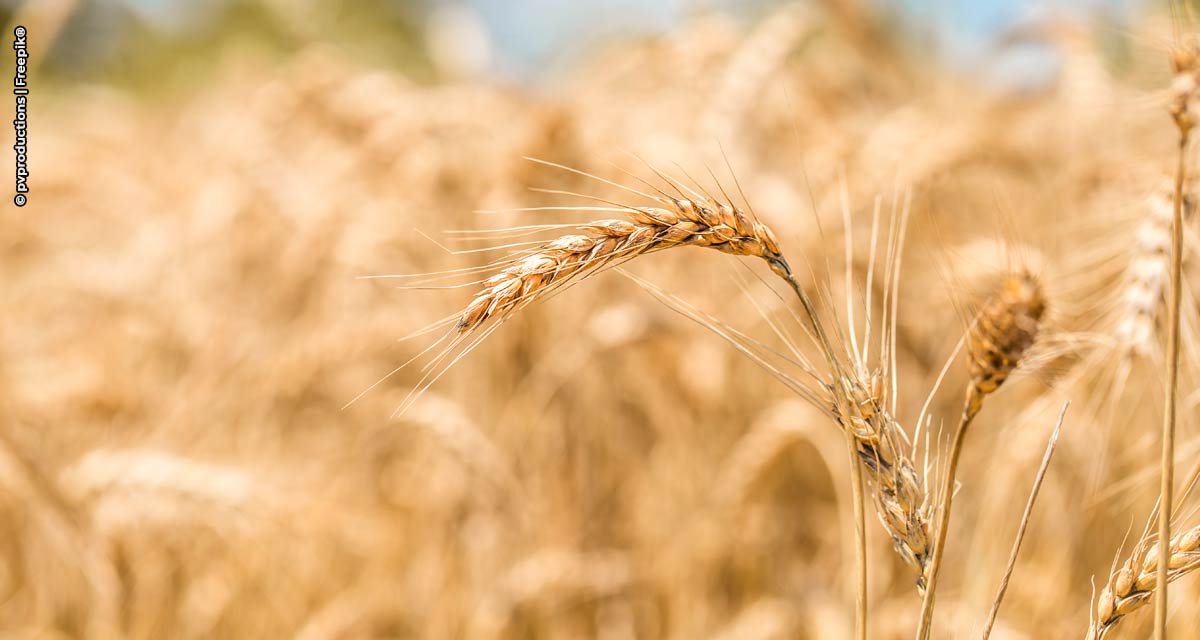 Clima impacta produção mundial de trigo na safra 2021/22