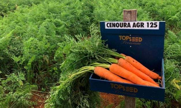 Precocidade das cenouras AGR 123 e 125 será vantagem para produtor na safra de verão