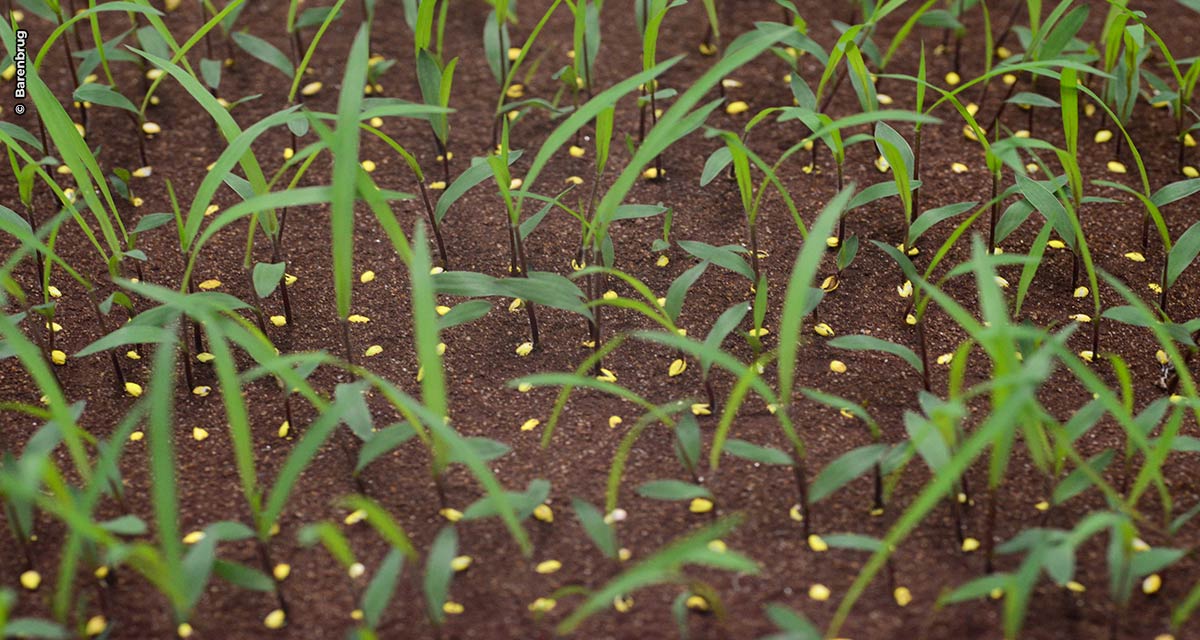 Atente-se à qualidade de sementes na safra 21/22: saiba como garantir a produtividade e minimizar eventuais prejuízos