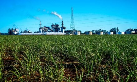 Produção de açúcar no Centro-Sul do Brasil na primeira quinzena de outubro deve cair 48% no ano, aponta pesquisa da Platts