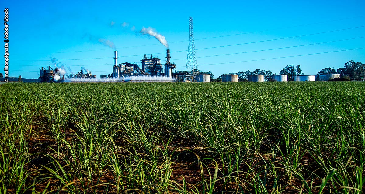 Produção de açúcar no Centro-Sul do Brasil na primeira quinzena de outubro deve cair 48% no ano, aponta pesquisa da Platts