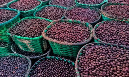 Concepta Ingredients amplia sua linha de ingredientes orgânicos e exóticos com os lançamentos do Extrato e do Xarope de Açaí