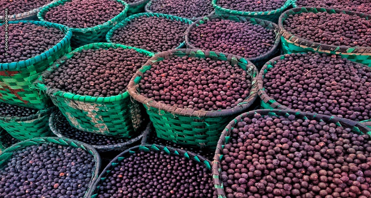 Concepta Ingredients amplia sua linha de ingredientes orgânicos e exóticos com os lançamentos do Extrato e do Xarope de Açaí