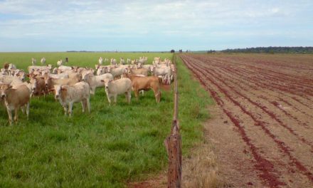 ILP é importante para diversificação da produção, diz pesquisador